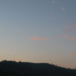 Volo di gabbiani verso il faro al tramonto