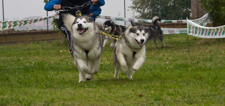 Alaskan Malamute in gara